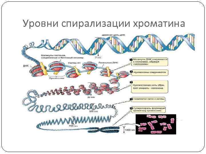 Уровни спирализации хроматина 