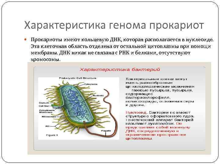 Характеристика генома прокариот Прокариоты имеют кольцевую ДНК, которая располагается в нуклеоиде. Эта клеточная область