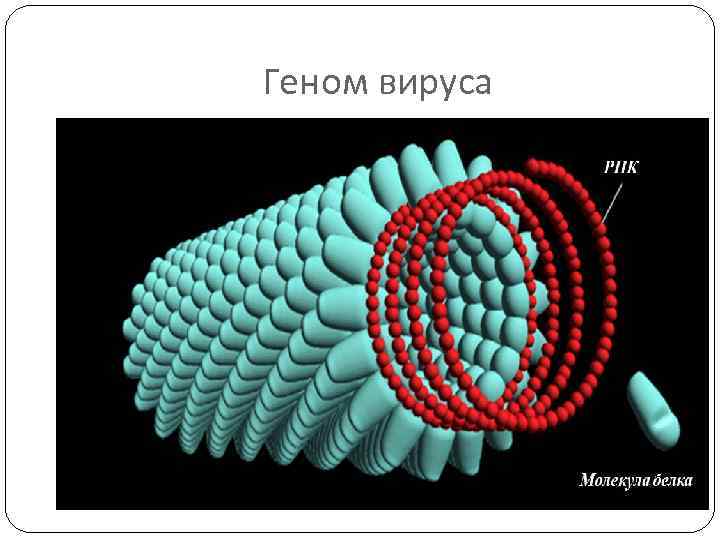 Геном вируса 