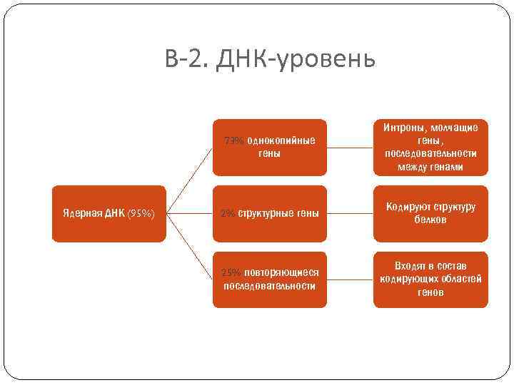 В-2. ДНК-уровень 73% однокопийные гены Ядерная ДНК (95%) Интроны, молчащие гены, последовательности между генами