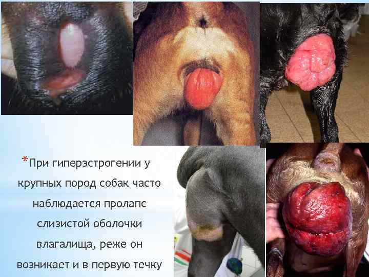 *При гиперэстрогении у крупных пород собак часто наблюдается пролапс слизистой оболочки влагалища, реже он