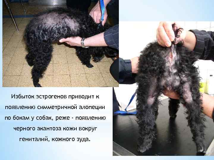 Избыток эстрогенов приводит к появлению симметричной алопеции по бокам у собак, реже - появлению
