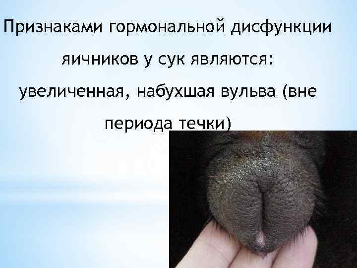 Признаками гормональной дисфункции яичников у сук являются: увеличенная, набухшая вульва (вне периода течки) 