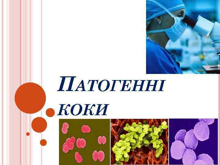 ПАТОГЕННІ КОКИ 