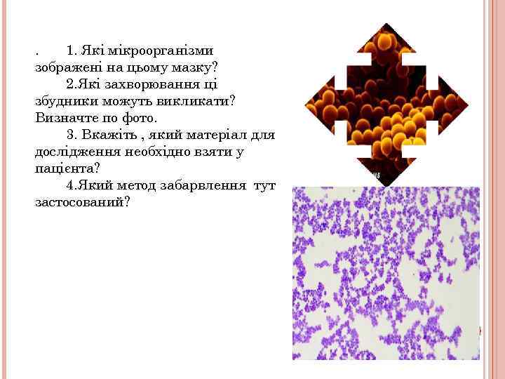 . 1. Які мікроорганізми зображені на цьому мазку? 2. Які захворювання ці збудники можуть