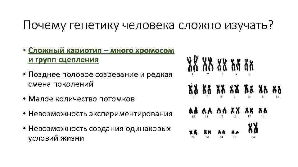 Генотип человека состоит из. Кариотип ЕГЭ биология. Сложный кариотип. Кариотип человека генетика. Особенности кариотипа человека.