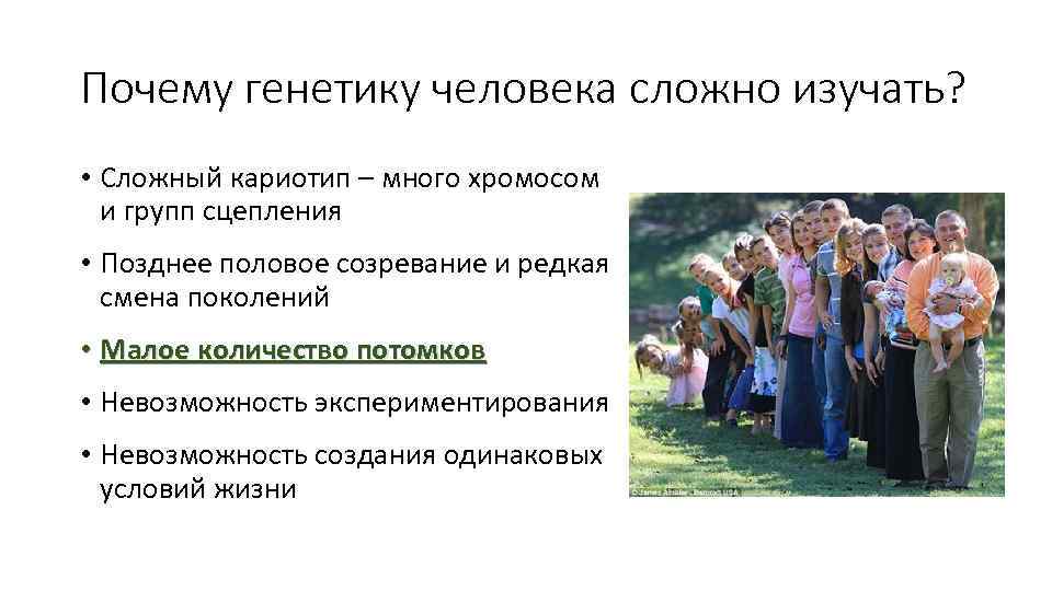 Почему генетику человека сложно изучать? • Сложный кариотип – много хромосом и групп сцепления