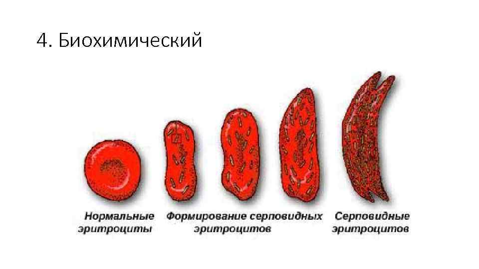 4. Биохимический 