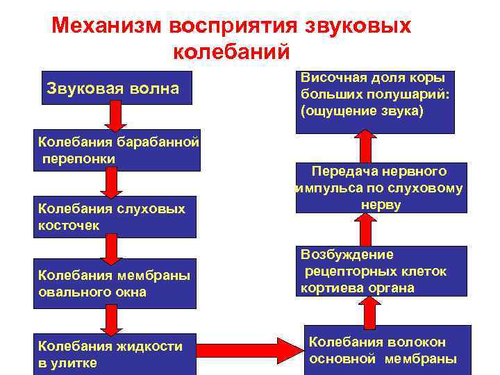 Механизм восприятия звуковых колебаний Звуковая волна Колебания барабанной перепонки Колебания слуховых косточек Колебания мембраны