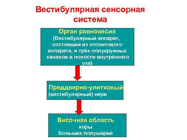 Вестибулярная сенсорная система Орган равновесия (Вестибулярный аппарат, состоящий из отолитового аппарата, и трёх полукружных