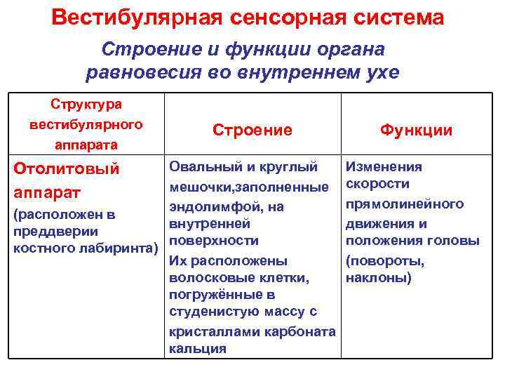 Вестибулярная сенсорная система Строение и функции органа равновесия во внутреннем ухе Структура вестибулярного аппарата