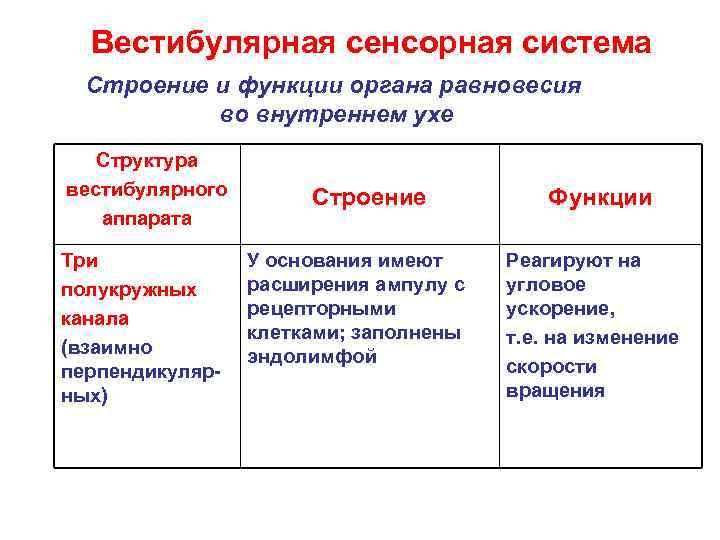 Функции вестибулярного аппарата