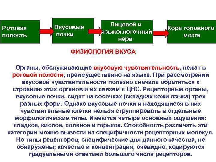 Ротовая полость Вкусовые почки Лицевой и языкоглоточный нерв Кора головного мозга ФИЗИОЛОГИЯ ВКУСА Органы,