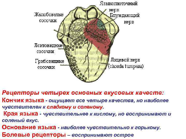 Рецепторы языка