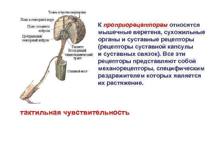 Суставные рецепторы. Мышечная сенсорная система. К тактильным рецепторам относятся. К проприорецепторам относятся.