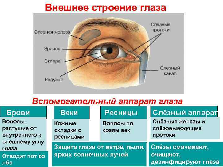 Оболочки глаза человека таблица. Вспомогательный аппарат глазного яблока анатомия. Структуры вспомогательного аппарата глаза. Вспомогательный аппарат защитный аппарат таблица. Вспомогательная часть глаза функции.