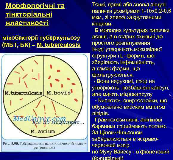 Морфологічні та тінкторіальні властивості мікобактерії туберкульозу (МБТ, БК) – M. tuberculosis Тонкі, прямі або