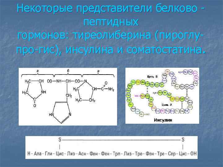 Некоторые представители белково - пептидных гормонов: тиреолиберина (пироглупро-гис), инсулина и соматостатина. 