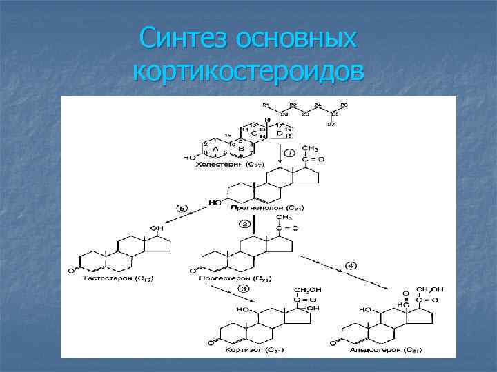 Синтез основных кортикостероидов 