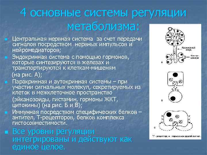 4 основные системы регуляции метаболизма: Центральная нервная система за счет передачи сигналов посредством нервных