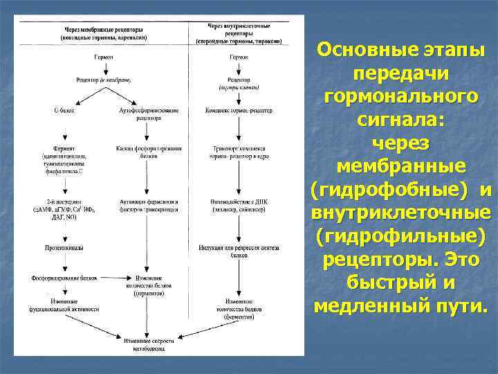 Основные этапы передачи гормонального сигнала: через мембранные (гидрофобные) и внутриклеточные (гидрофильные) рецепторы. Это быстрый