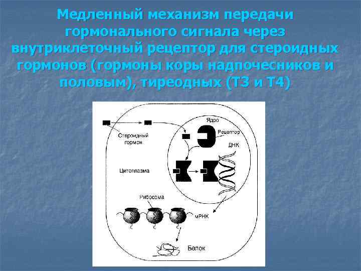 Медленный механизм передачи гормонального сигнала через внутриклеточный рецептор для стероидных гормонов (гормоны коры надпочесников