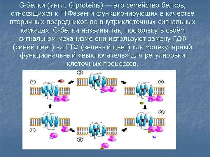 G-белки (англ. G proteins) — это семейство белков, относящихся к ГТФазам и функционирующих в