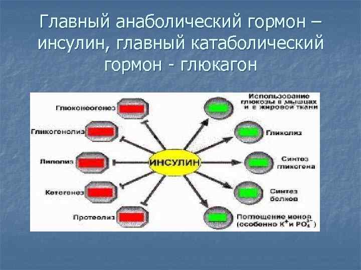 Главный анаболический гормон – инсулин, главный катаболический гормон - глюкагон 