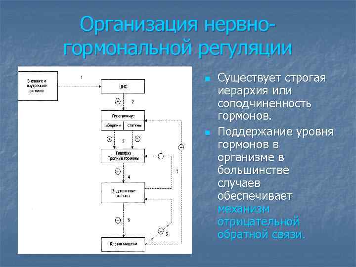 Организация нервногормональной регуляции n n Существует строгая иерархия или соподчиненность гормонов. Поддержание уровня гормонов