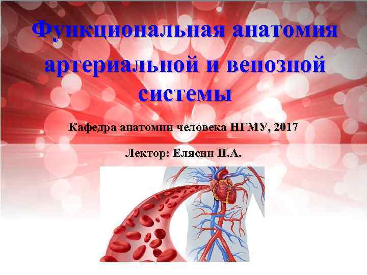 Функциональная анатомия артериальной и венозной системы Кафедра анатомии человека НГМУ, 2017 Лектор: Елясин П.