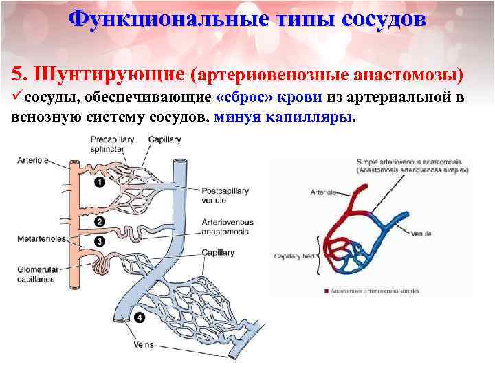 Функциональные типы сосудов 5. Шунтирующие (артериовенозные анастомозы) üсосуды, обеспечивающие «сброс» крови из артериальной в