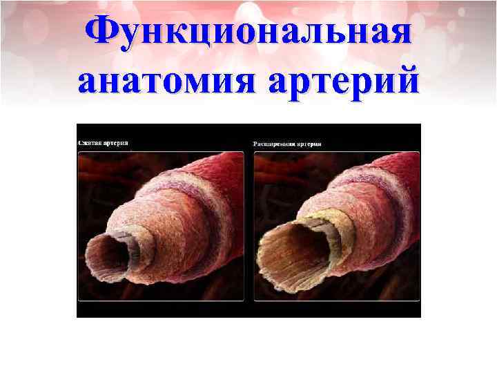 Функциональная анатомия артерий 