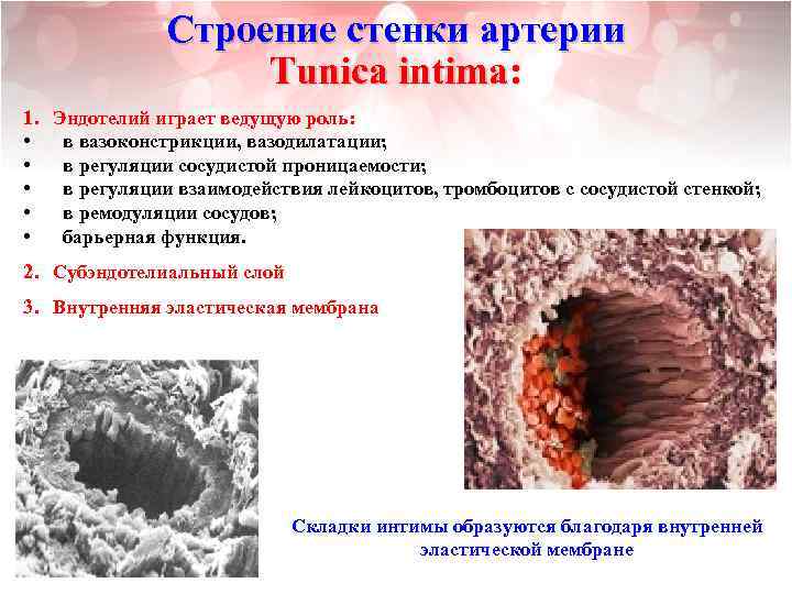 Строение стенки артерии Tunica intima: 1. • • • Эндотелий играет ведущую роль: в