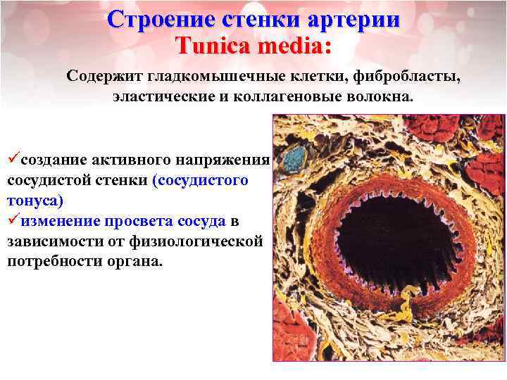 Строение стенки артерии Tunica media: Содержит гладкомышечные клетки, фибробласты, эластические и коллагеновые волокна. üсоздание