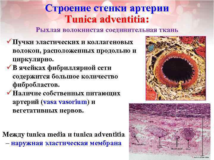 Строение стенки артерии Tunica adventitia: Рыхлая волокнистая соединительная ткань ü Пучки эластических и коллагеновых