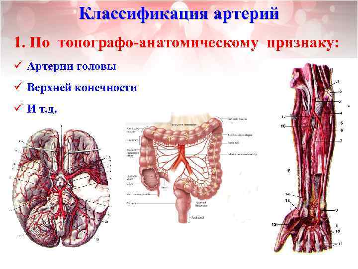 Классификация артерий 1. По топографо-анатомическому признаку: ü Артерии головы ü Верхней конечности ü И