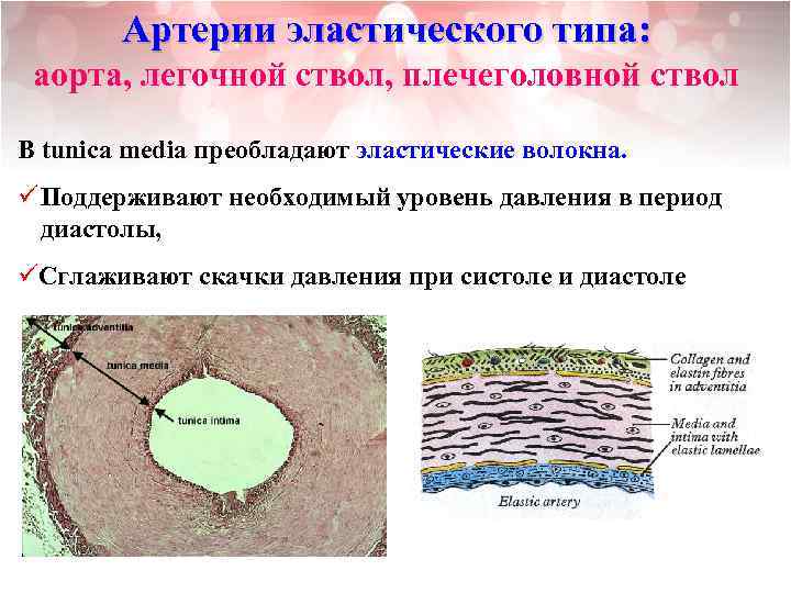 Артерия эластического типа рисунок