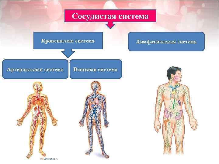 Сосудистая система Кровеносная система Артериальная система Венозная система Лимфатическая система 