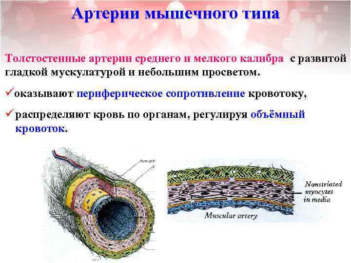 Артерии мышечного типа Толстостенные артерии среднего и мелкого калибра с развитой гладкой мускулатурой и