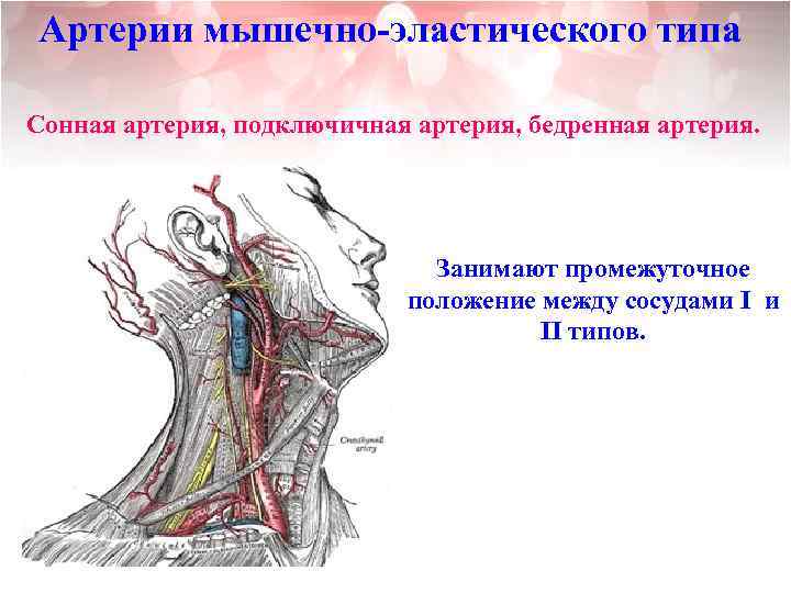 Сонная и подключичная артерия