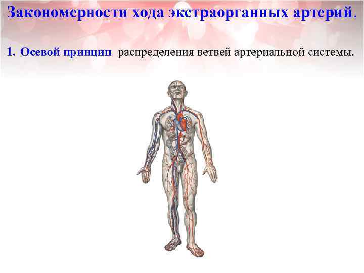 Закономерности хода экстраорганных артерий. 1. Осевой принцип распределения ветвей артериальной системы. 