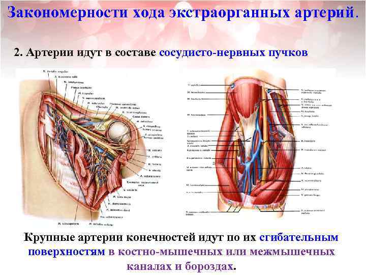 Закономерности хода экстраорганных артерий. 2. Артерии идут в составе сосудисто-нервных пучков Крупные артерии конечностей