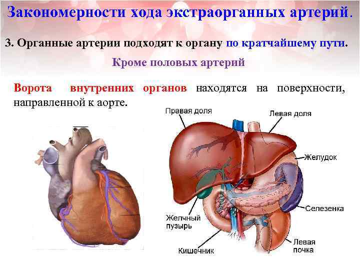 Закономерности хода экстраорганных артерий. 3. Органные артерии подходят к органу по кратчайшему пути. Кроме