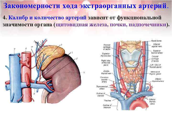 Закономерности хода экстраорганных артерий. 4. Калибр и количество артерий зависит от функциональной значимости органа