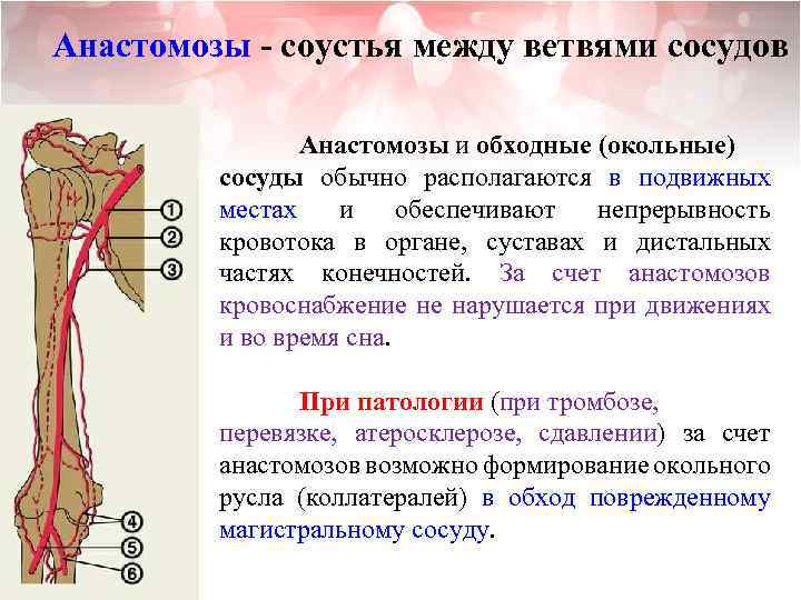 Анастомозы - соустья между ветвями сосудов Анастомозы и обходные (окольные) сосуды обычно располагаются в