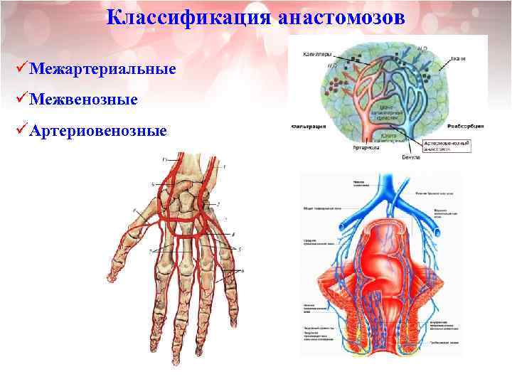 Коллатеральное кровообращение презентация