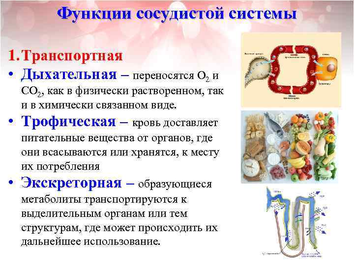 Функции сосудистой системы 1. Транспортная • Дыхательная – переносятся О 2 и СО 2,