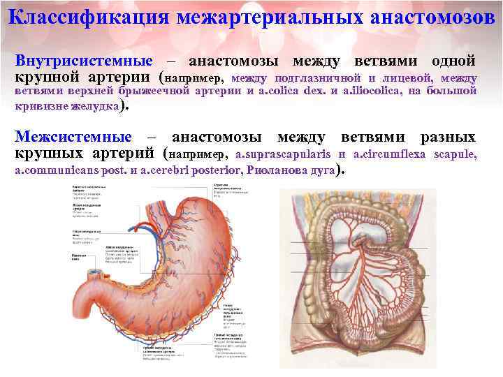 Классификация межартериальных анастомозов Внутрисистемные – анастомозы между ветвями одной крупной артерии (например, между подглазничной