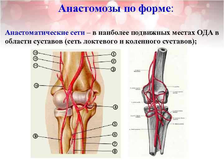 Анастомозы по форме: Анастоматические сети – в наиболее подвижных местах ОДА в области суставов
