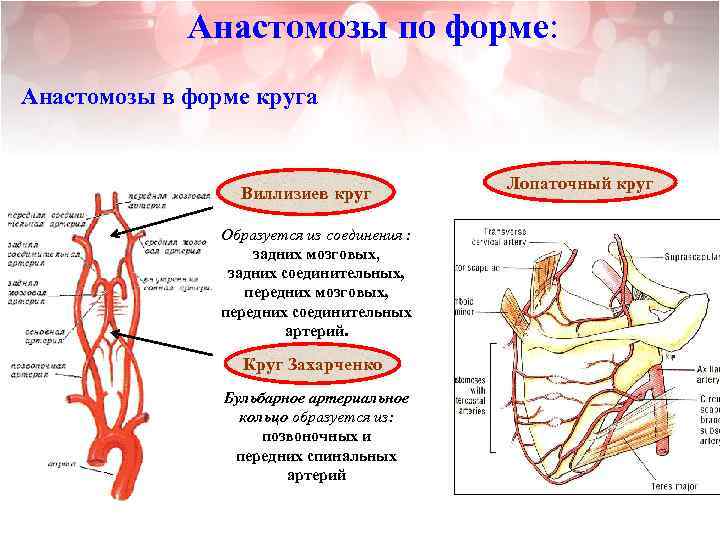 Анастомозы по форме: Анастомозы в форме круга Виллизиев круг Образуется из соединения : задних